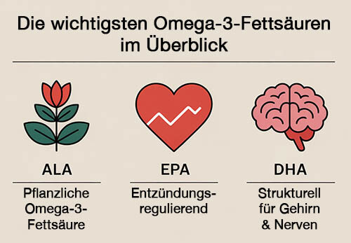 Die wichtigsten Omega-3-Fettsäuren im Überblick